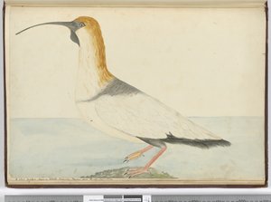 F.52 Um novo maçarico. Visto em Staten Island Tierra del Fuego Jan. 1774, 1772-75 (wc)