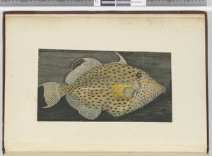 F.55 Um peixe chamado Esposa Velha de S. Jago, 1772-75 (wc)
