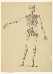 Esqueleto humano, com notas