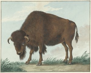 Bisão de Isaac van Haastert