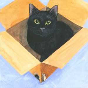 Gato na caixa
