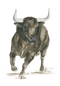 Força de um touro em investida