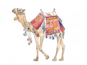 Elegância do deserto
