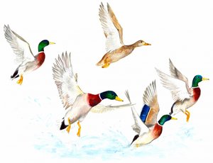 Patos em voo