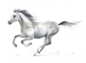 Graça dinâmica de um cavalo a galope