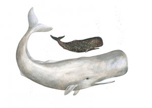 Gigantes gentis do oceano