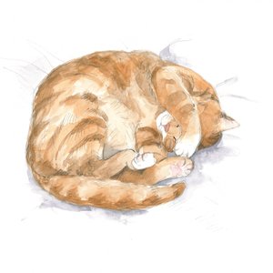 Esboço de gato ruivo
