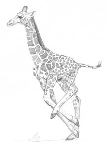 Girafa