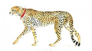 Passeio gracioso de chita