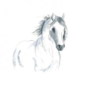 Estudo de cavalo em movimento