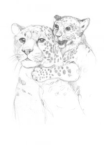 Leopardos