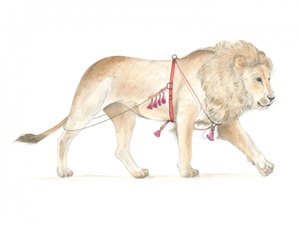 Leão com arnês