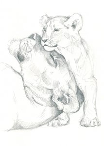 Estudo de desenho de uma leoa e cria