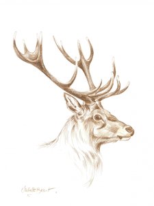 Desenho de um majestoso veado