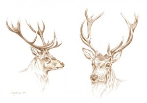 Desenho de um majestoso veado