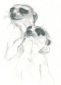 Desenho de suricatas