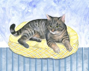 Gato-almofada