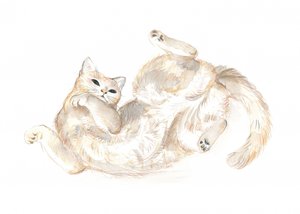 Gato brincalhão