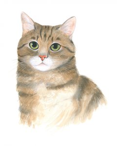 Gatinho Plato