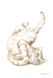 Gato descontraído