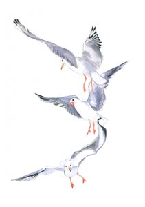 Voo de uma gaivota
