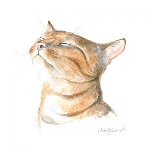 Gato malhado sereno