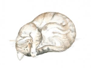 Gato malhado a dormir