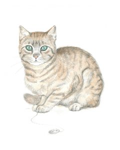 Gato malhado e botão