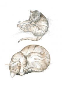 Dois estudos de gatos