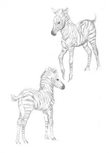 Crías de zebra