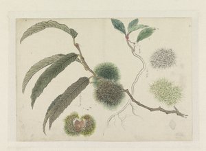 Castanhas doces em um galho de Ishikawa Kazan