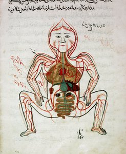 Medicina árabe: "circulação sanguínea e sistema digestivo" Miniatura do manuscrito de anatomia "Tashrih bi al-Taswir" (Anatomia do corpo) de Mansur (Mansur) ibn Ilyas (cerca de 1390) Século XVII Istambul, biblioteca universitária