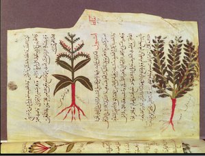 Arabe 4947 fol.84, Plantas de um tratado de Dioscoride, século XIII de Islamic School