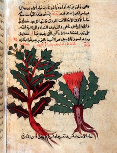 Página de um herbário médico (manuscrito de Islamic School