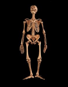 Esqueleto humano em miniatura de Israel Rouchomovsky
