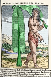 Um nativo da Índia Ocidental ao pé de uma folha de tabaco. Gravura do livro "Navigationi and Viaggi" vol. III de Giovanni Battista Ramusio (1485-1557), Veneza 1565. de Italian School