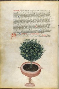 Uma planta de manjericão num vaso, ilustração de 