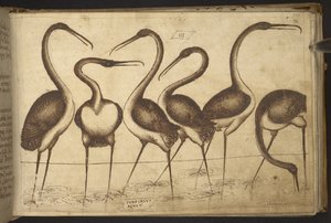 Adicionar. 82955, f.110 Pássaros.   , da Historia Animalium, (composto por 245 desenhos a bico de pena de diferentes espécies de animais e criaturas míticas, cada um acompanhado por uma descrição.)    1595 de Italian School