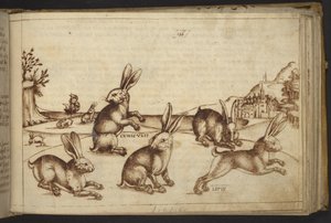 Acrescentar. 82955, f.165 Coelhos (