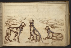 Acrescentar. 82955, f.170 Panther ("lupus canarius"), de Historia Animalium de Italian School
