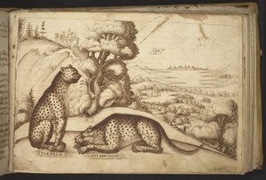 Adicionar. 82955, f.176 Leopardos (
