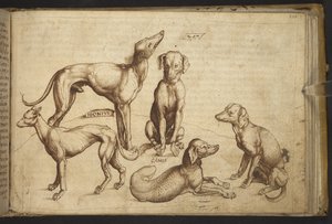 Adicionar. 82955, f.206 Cães de diferentes raças (