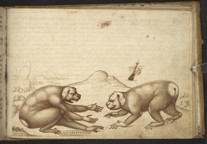 Acrescentar. 82955, f.244 Cão-cachorro lutando ("Cinocephalus"), de Historia Animalium de Italian School