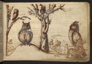 Adicionar. 82955, f.25 Corujas (