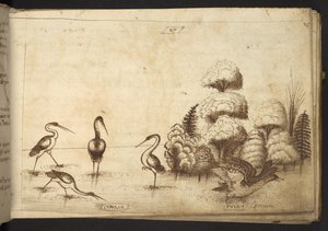 Acrescentar. 82955, f.26 Wading birds (