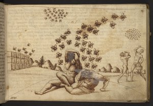 Acrescentar. 82955, f.60 Abelhas ("macacos"), de Historia Animalium, (composto por 245 desenhos a caneta e a tinta de diferentes espécies de animais e criaturas míticas, cada um acompanhado de uma descrição) 1595 de Italian School
