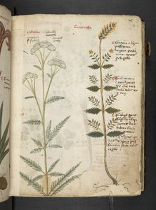 Adicione MS 41623 