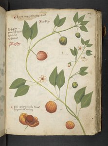 Adicionar MS 41623 