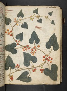 Adicione MS 41623 