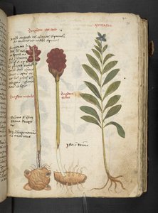 Adicione MS 41623 